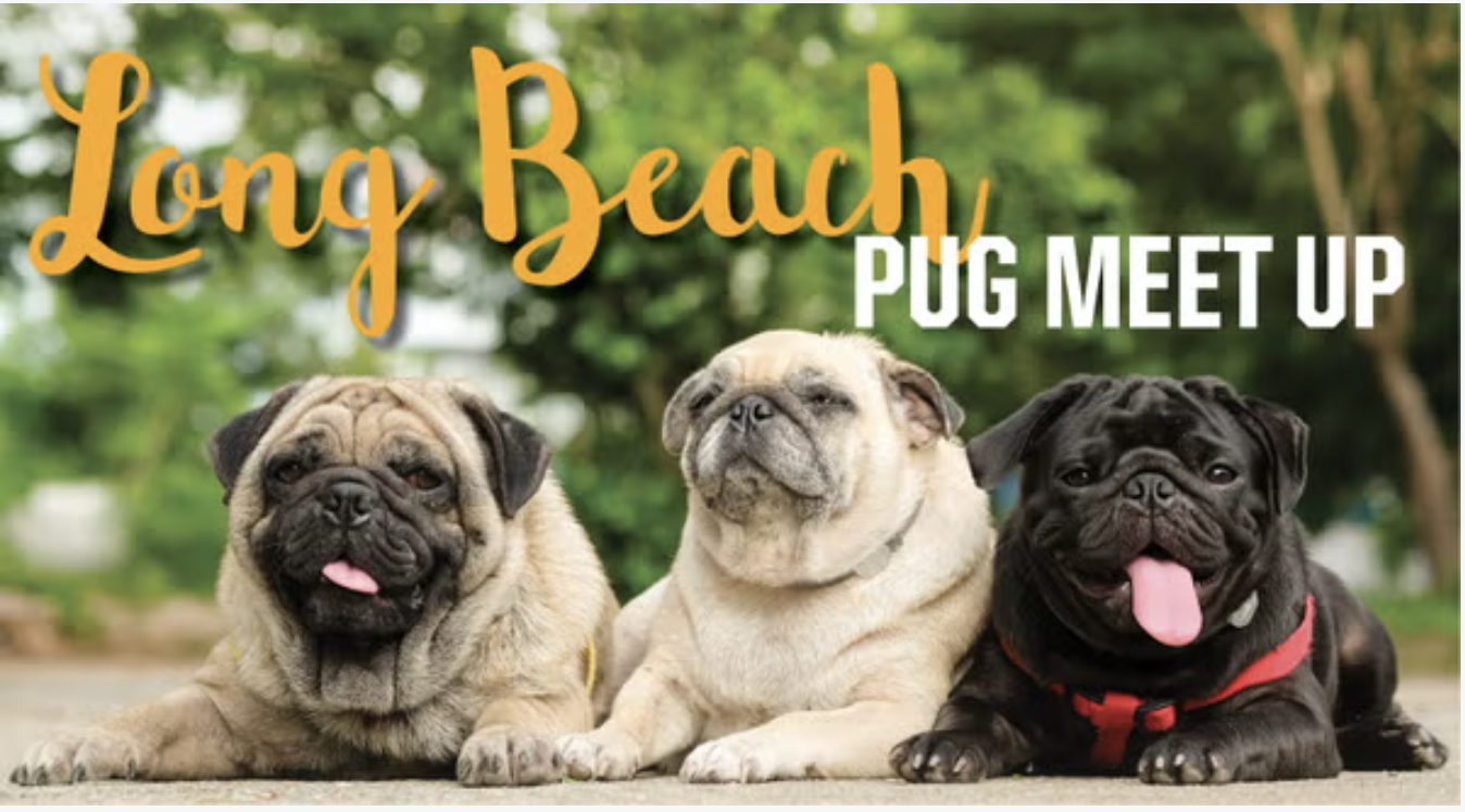 LB Pug Monthly Meet Up!